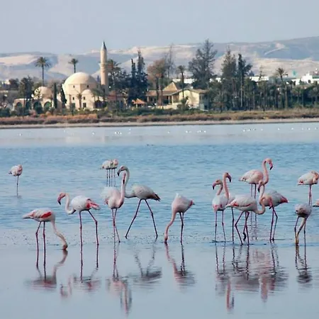 Ithaki Phinikoudes 307 Appartamento Larnaca